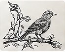 A black and white ink illustration of a bird