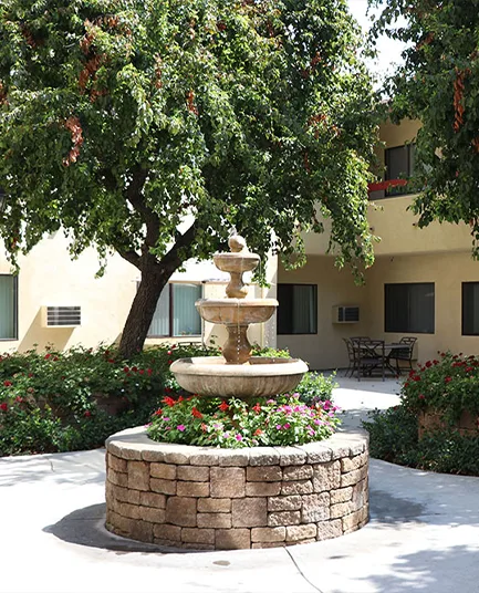 The fountain framed by a flowering tree